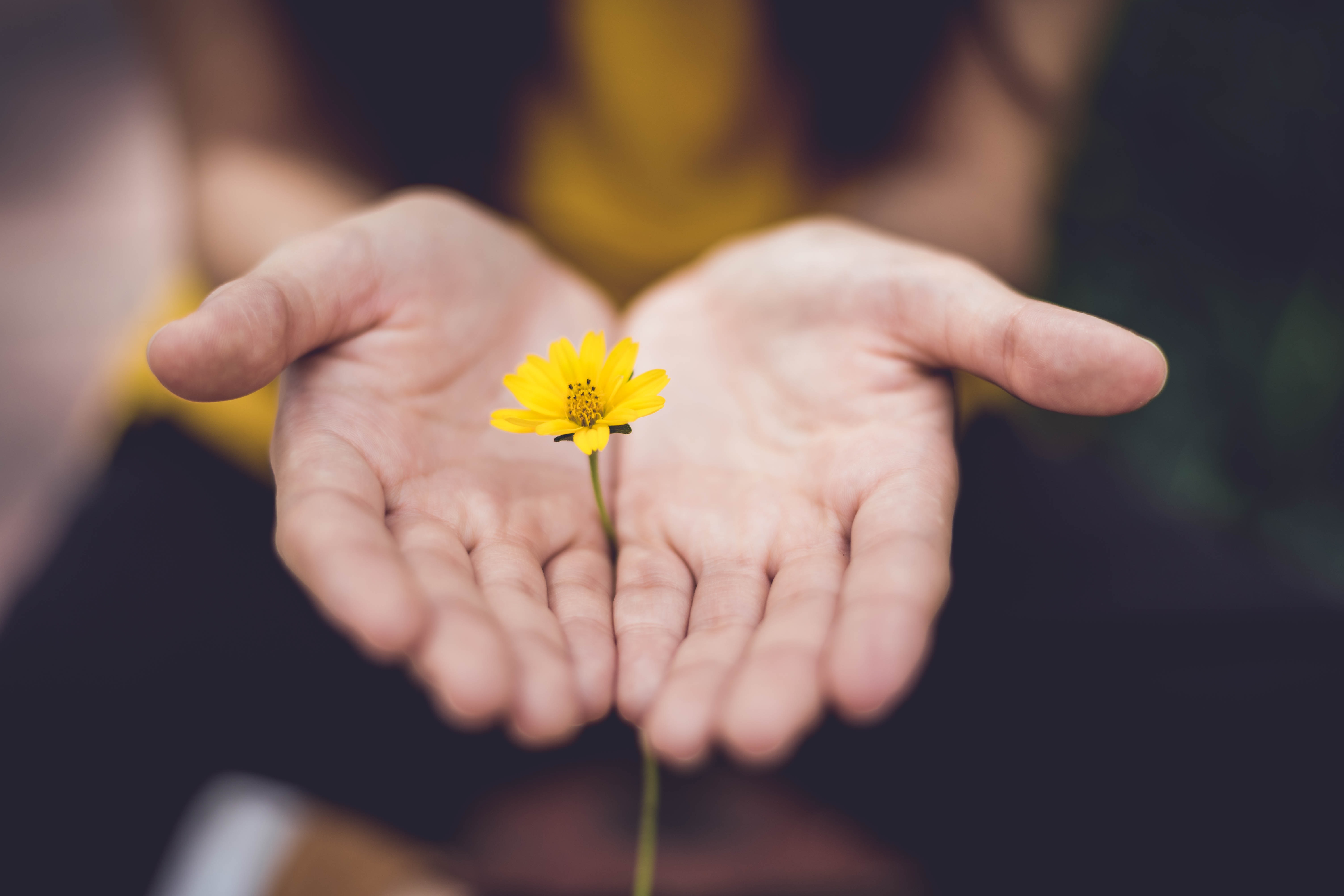 mindfulness - hands holding a flower